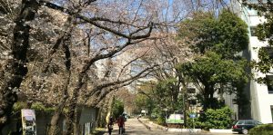 SakuraStreet2_UEC2015